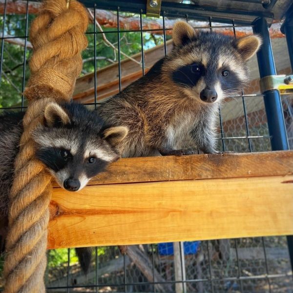 Little Rascals 2 racoons